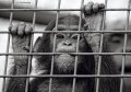 Young Chimp Behind Bars
